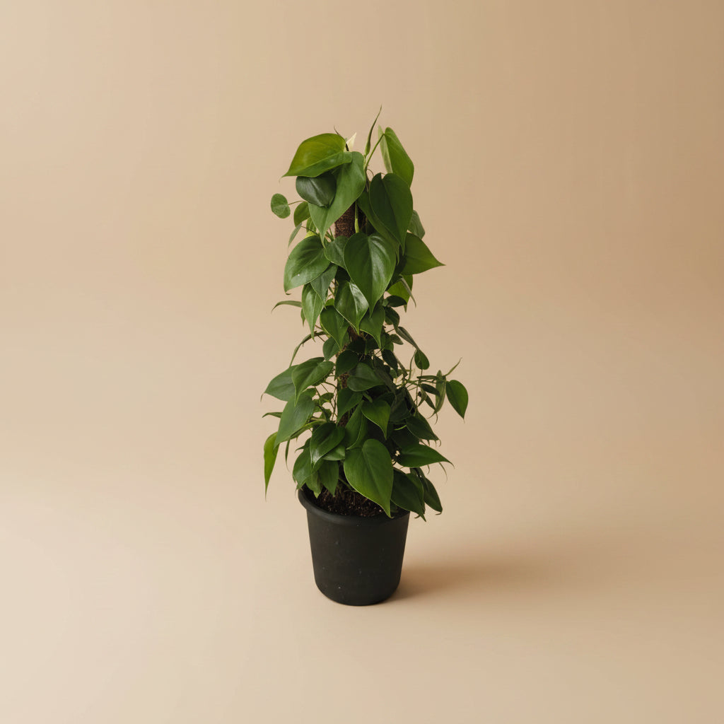 Philodendron Tree - Plantcultcairo