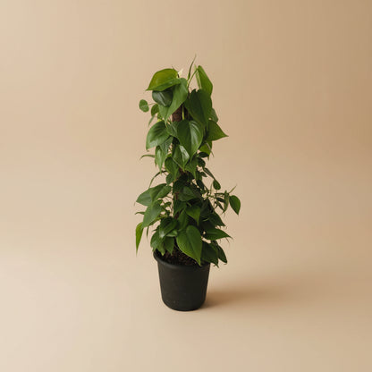 Philodendron Tree - Plantcultcairo
