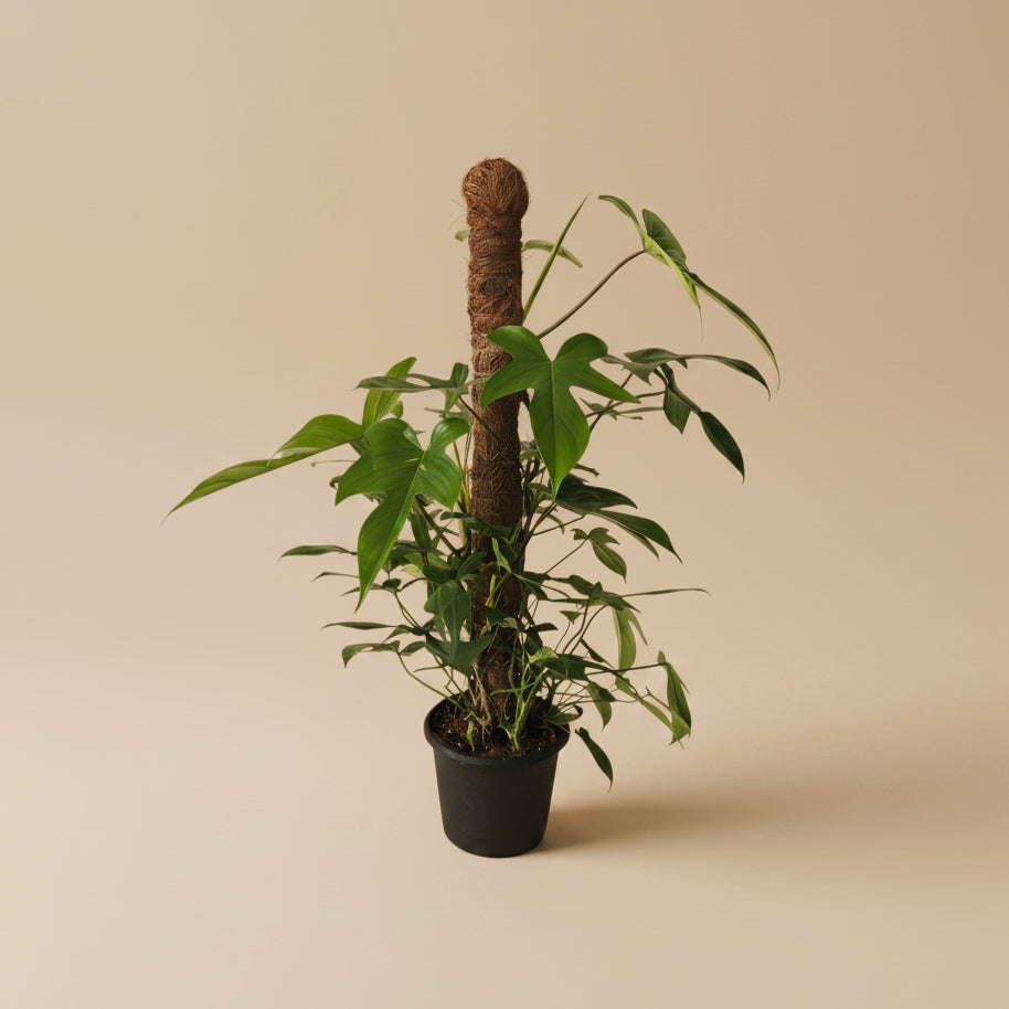 Philodendron Florida - Plantcultcairo
