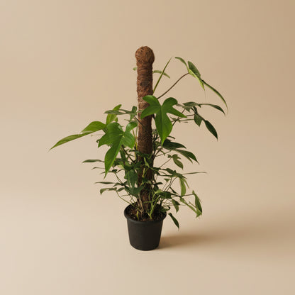 Philodendron Florida - Plantcultcairo