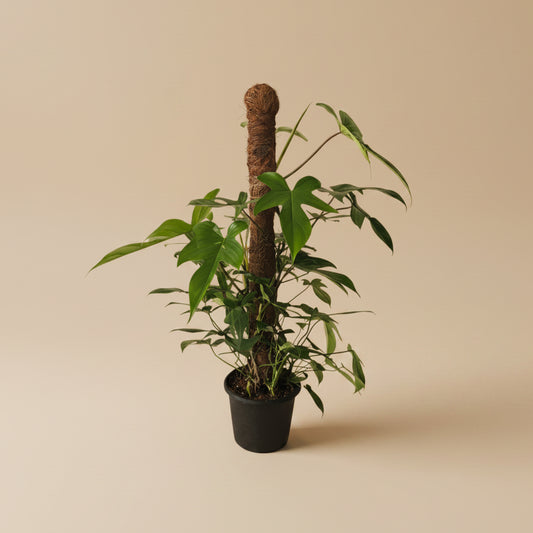 Philodendron Florida - Plantcultcairo