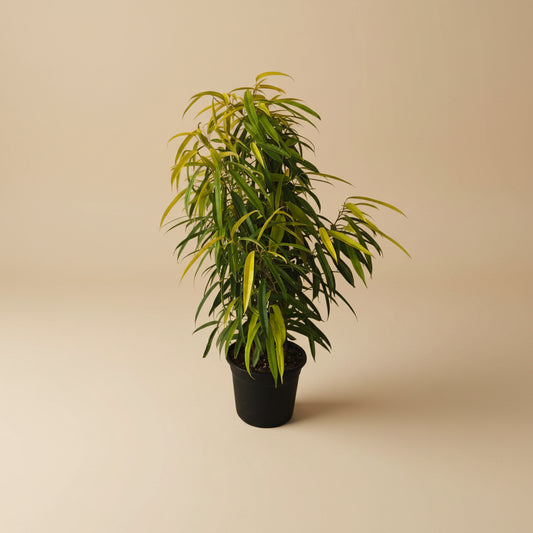 Ficus Amstel Queen Lemon - Plantcultcairo