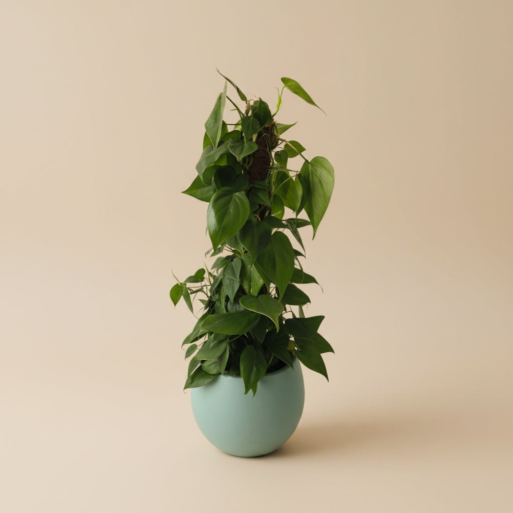 Philodendron Tree - Plantcultcairo