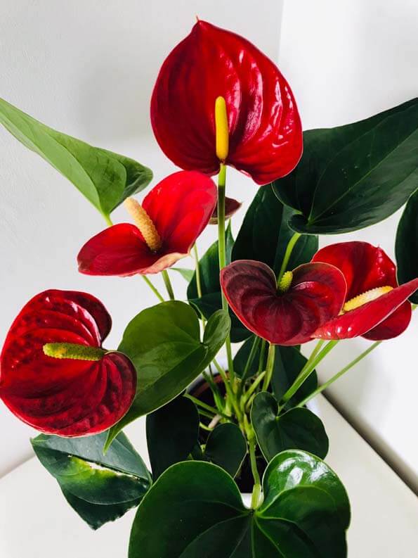 Red Anthurium