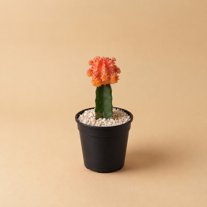 Moon cactus, imported