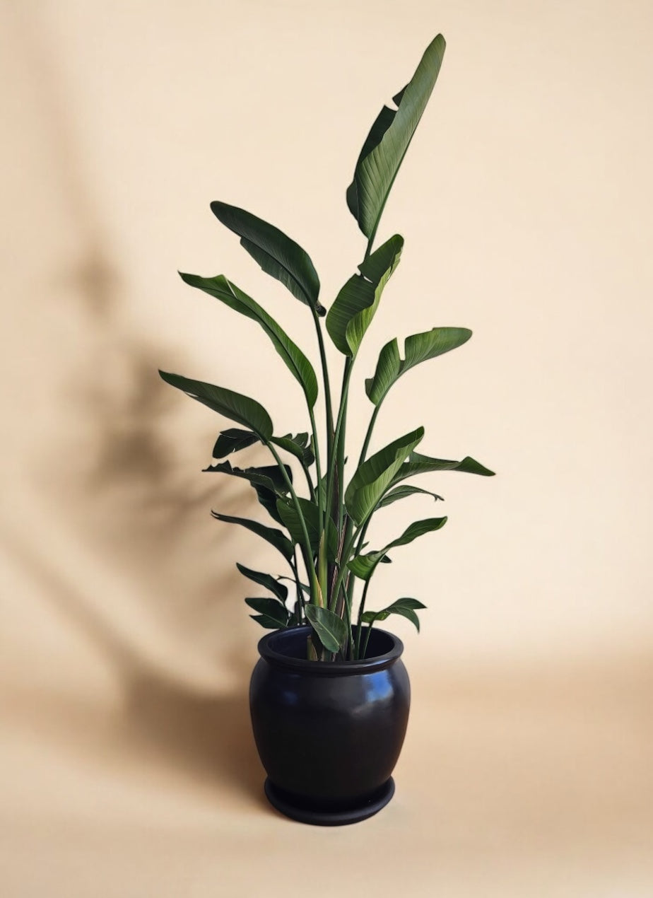 Strelitzia nicolai - Plantcultcairo
