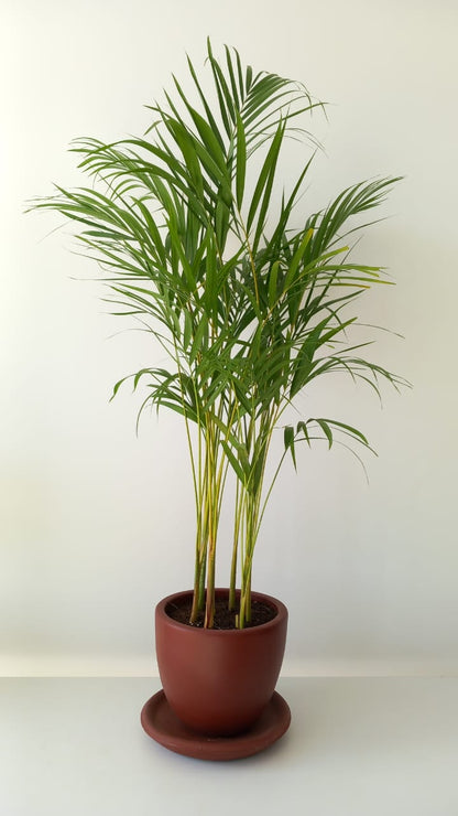 Areca Palm