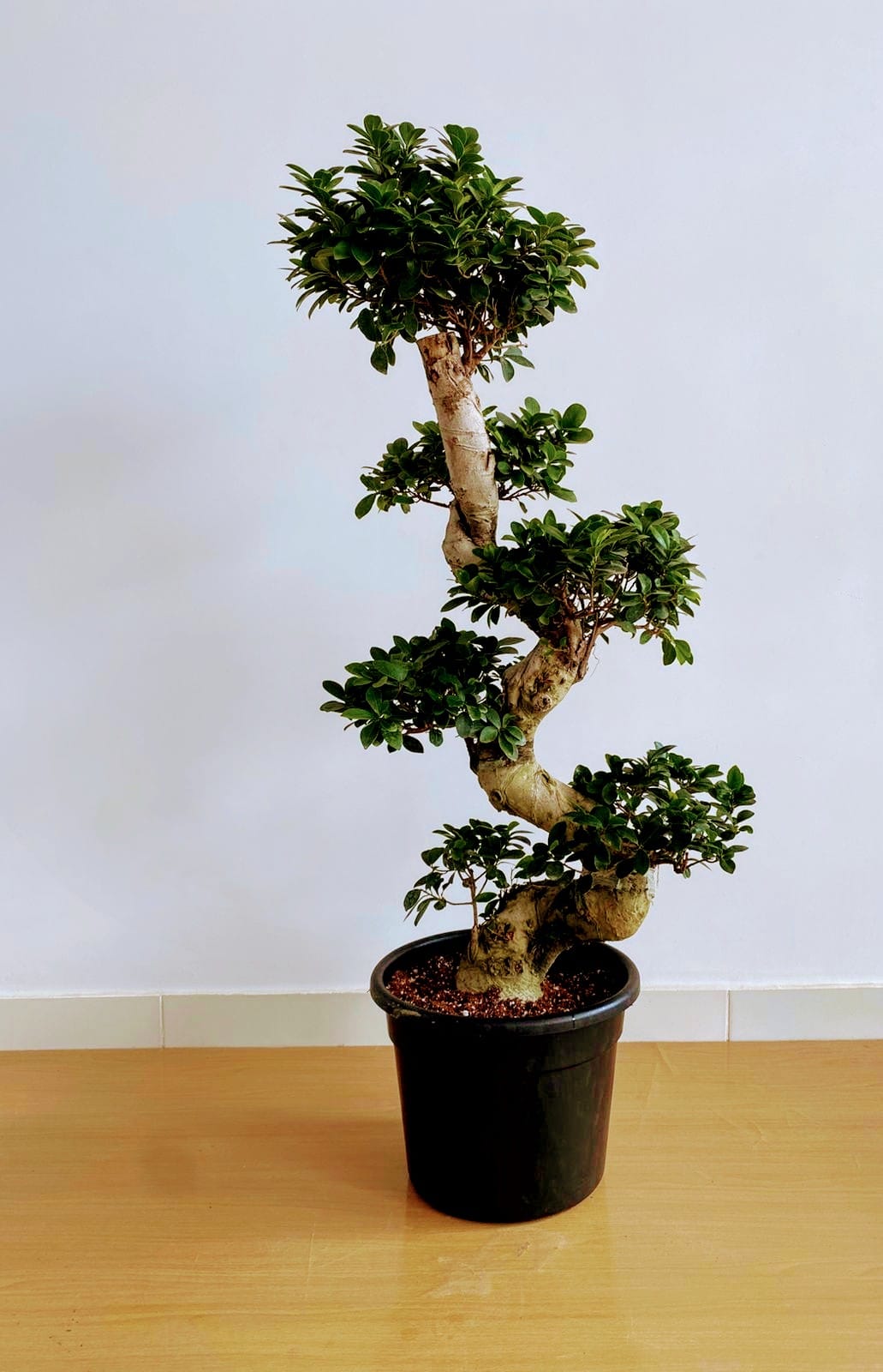 Ficus Bonsai S-Shaped