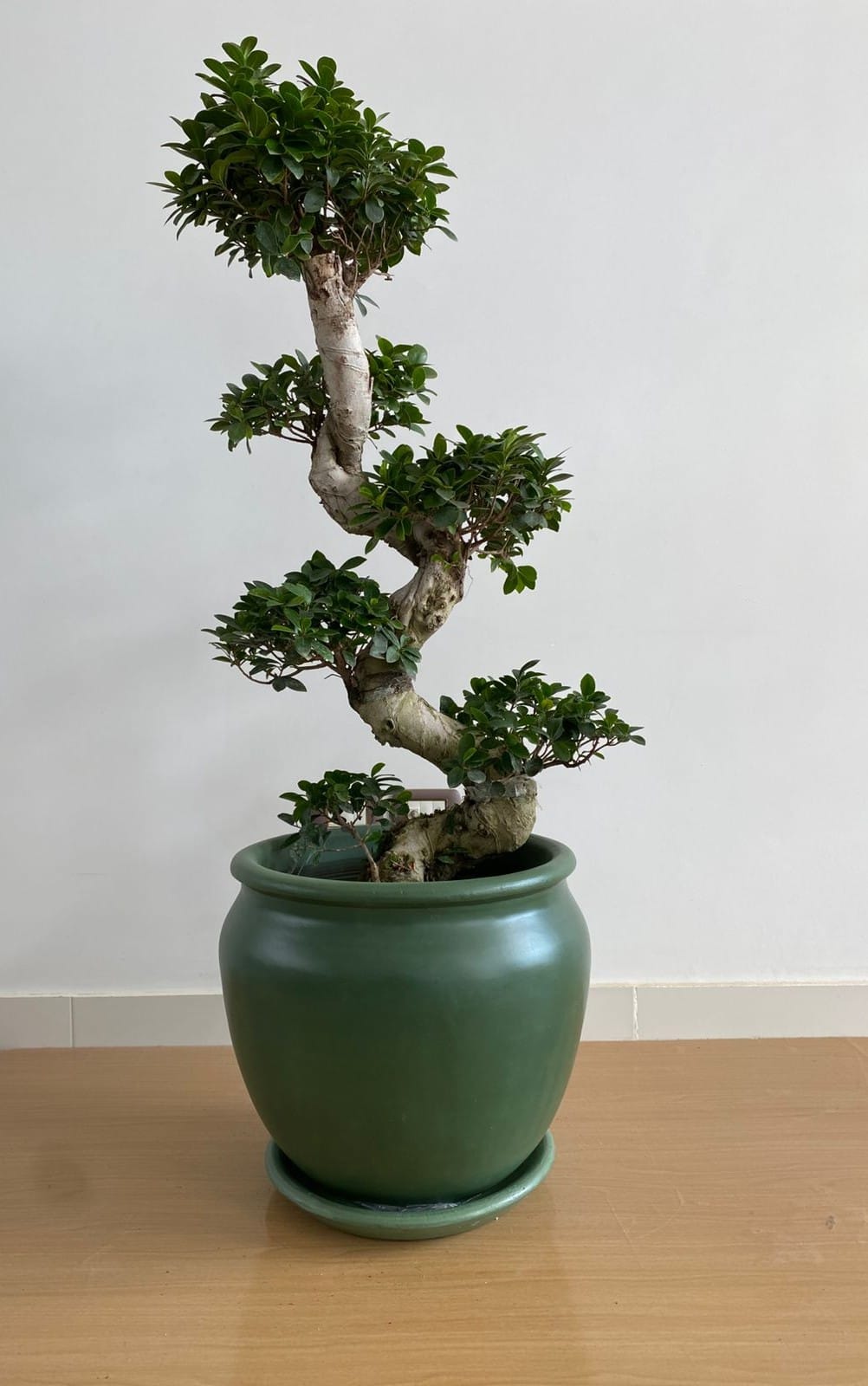 Ficus Bonsai S-Shaped