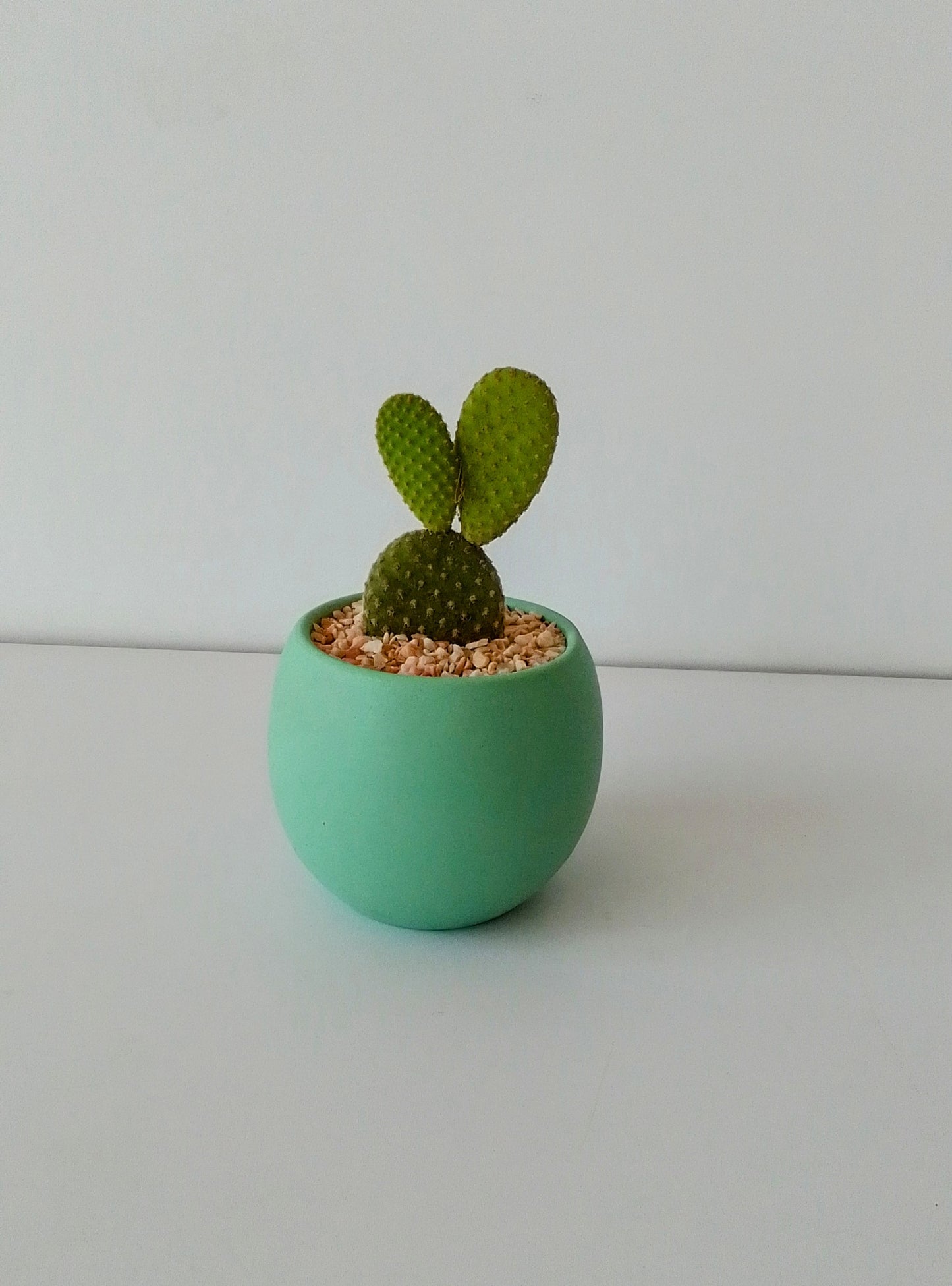 Bunny ear cactus