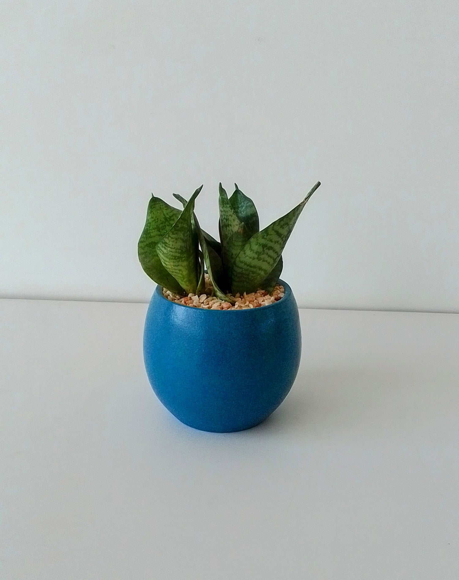 Snake Plant Small