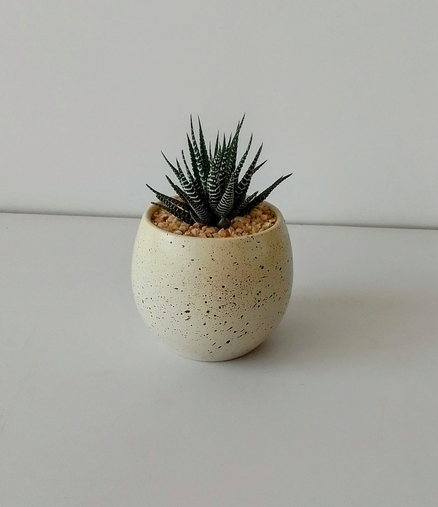 Haworthia Zebra