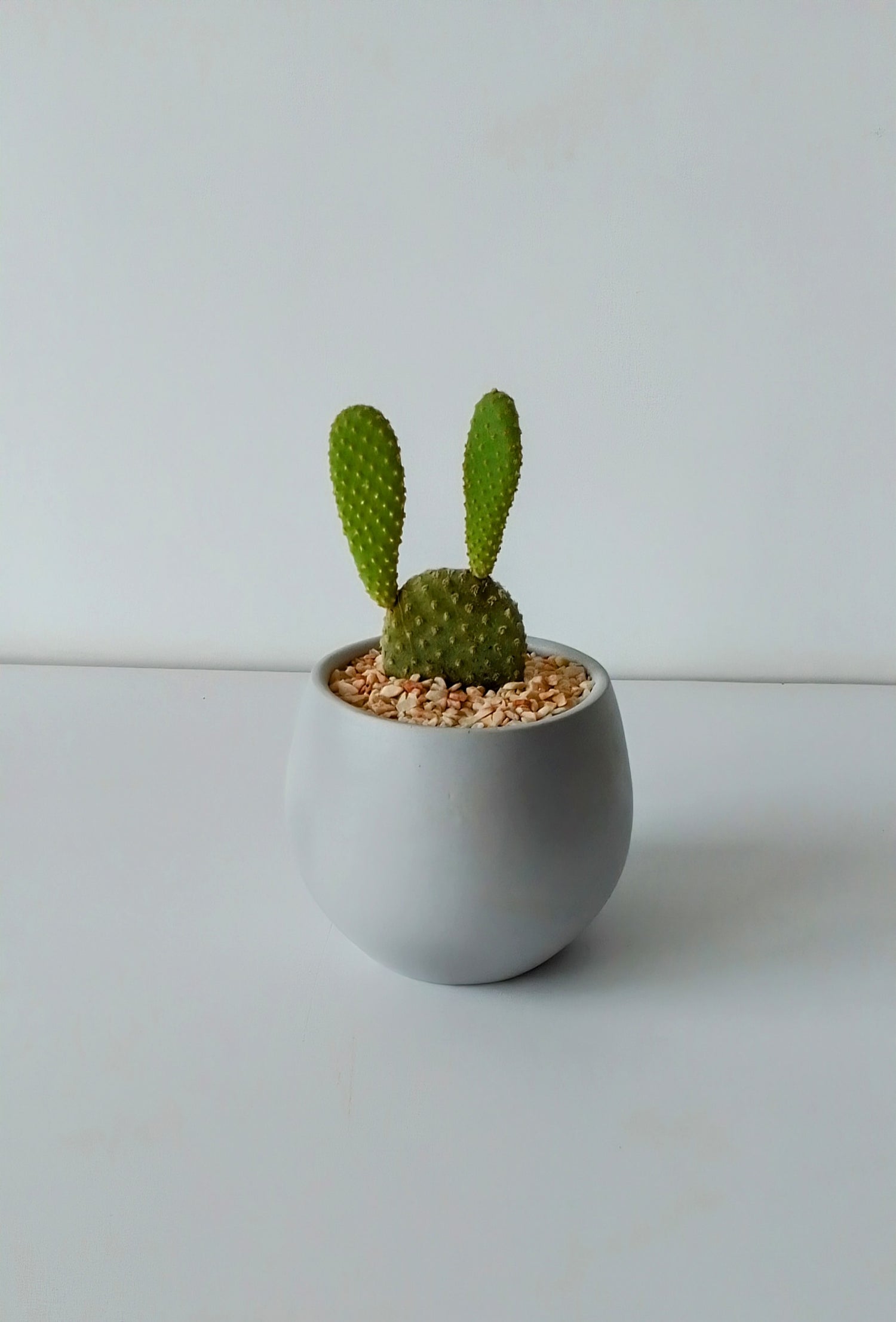 Bunny ear cactus