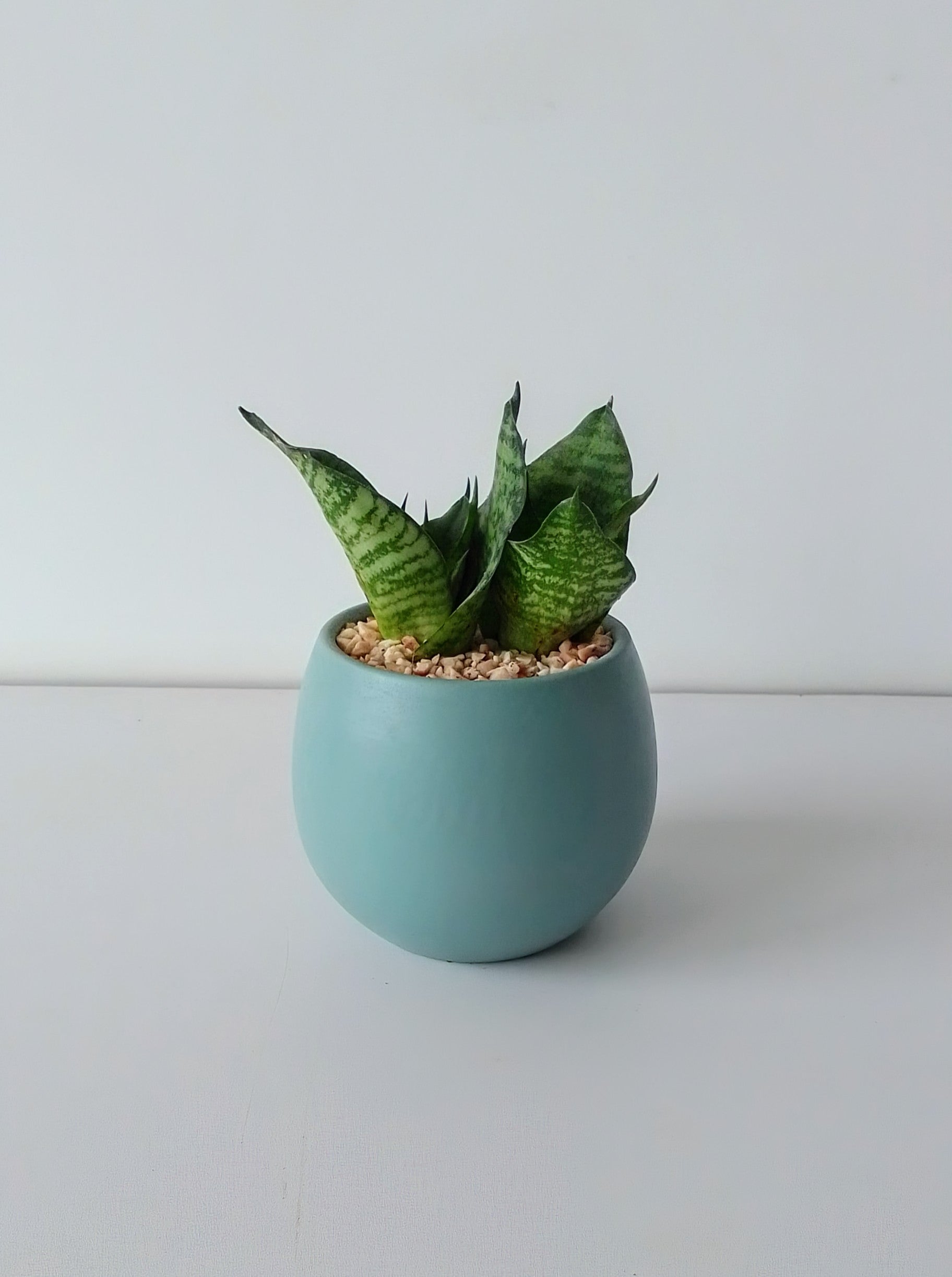 Snake Plant Small