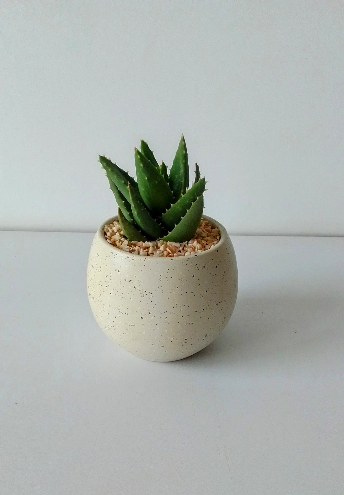 Aloe Brevifolia