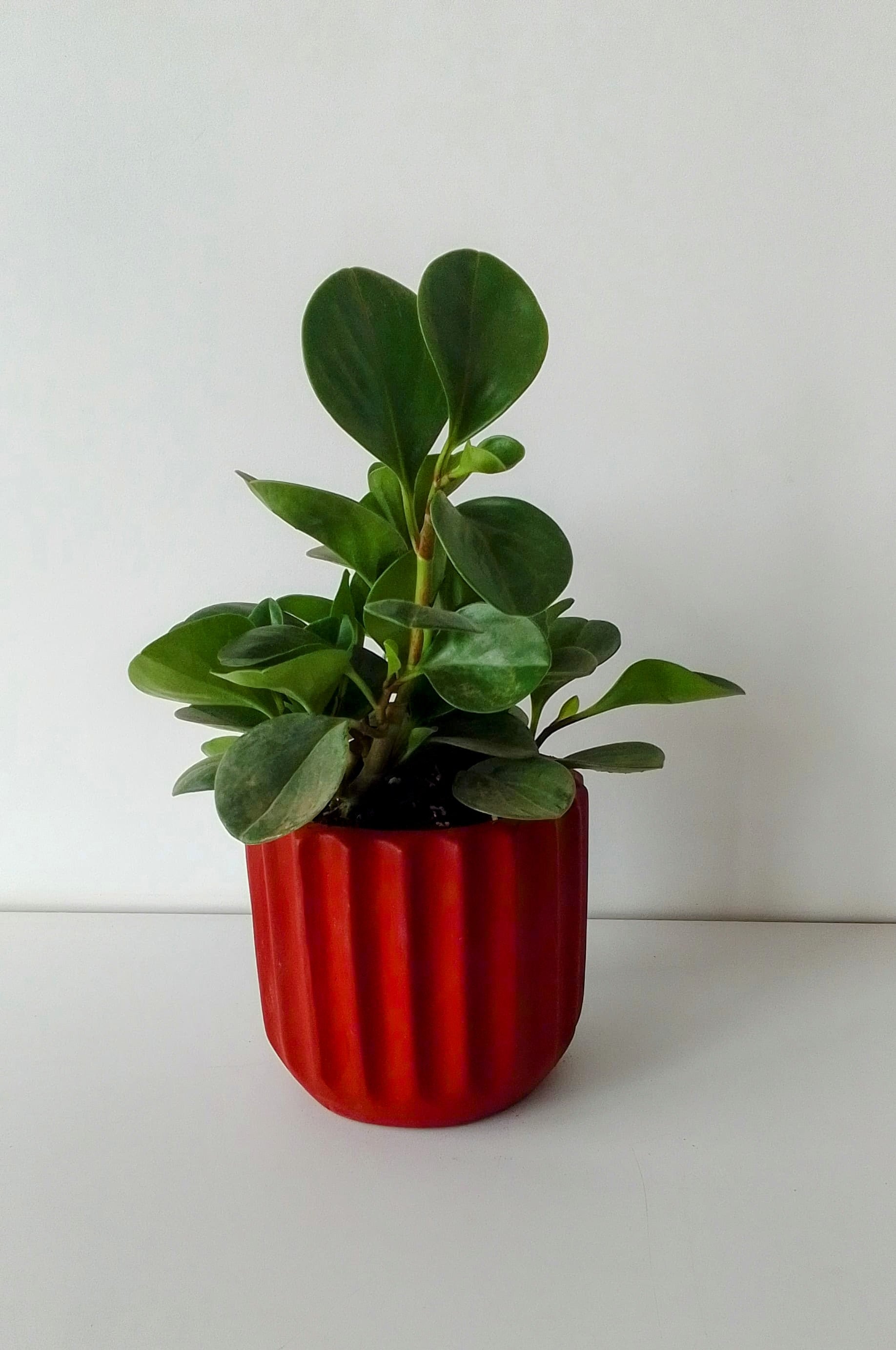 Peperomia obtusifolia