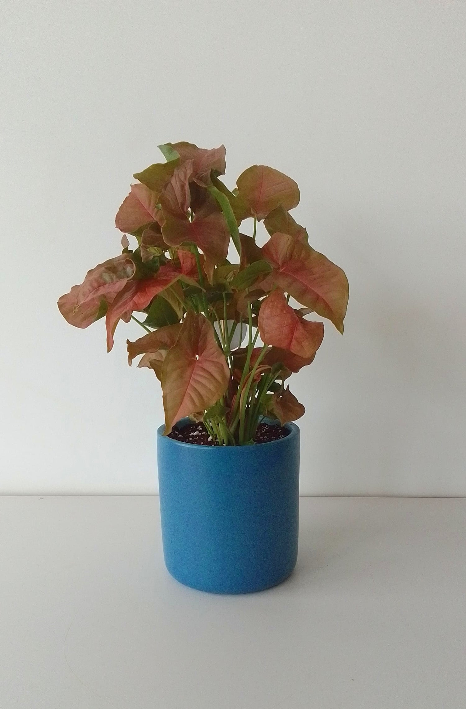 Pink Syngonium