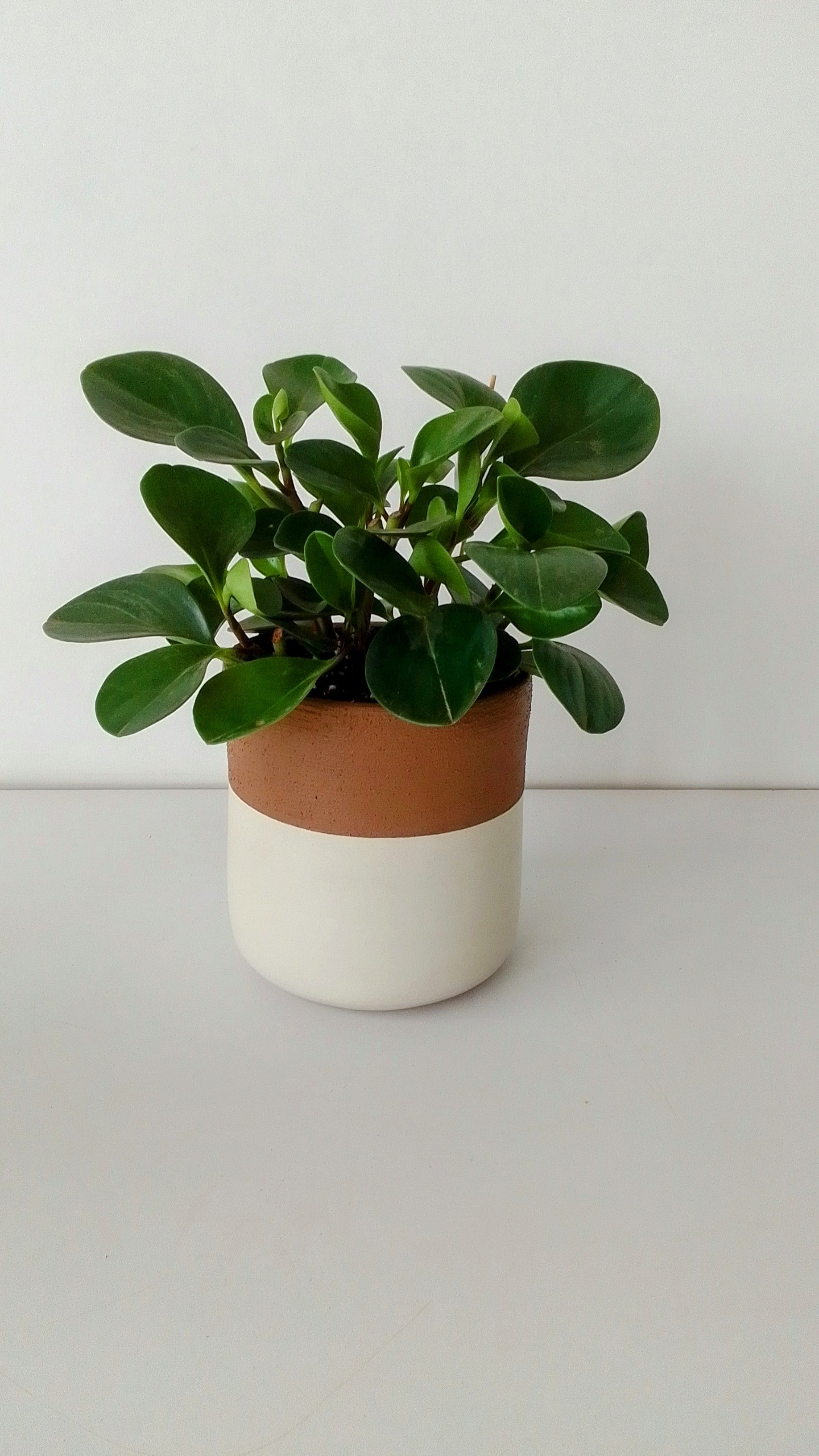 Peperomia obtusifolia