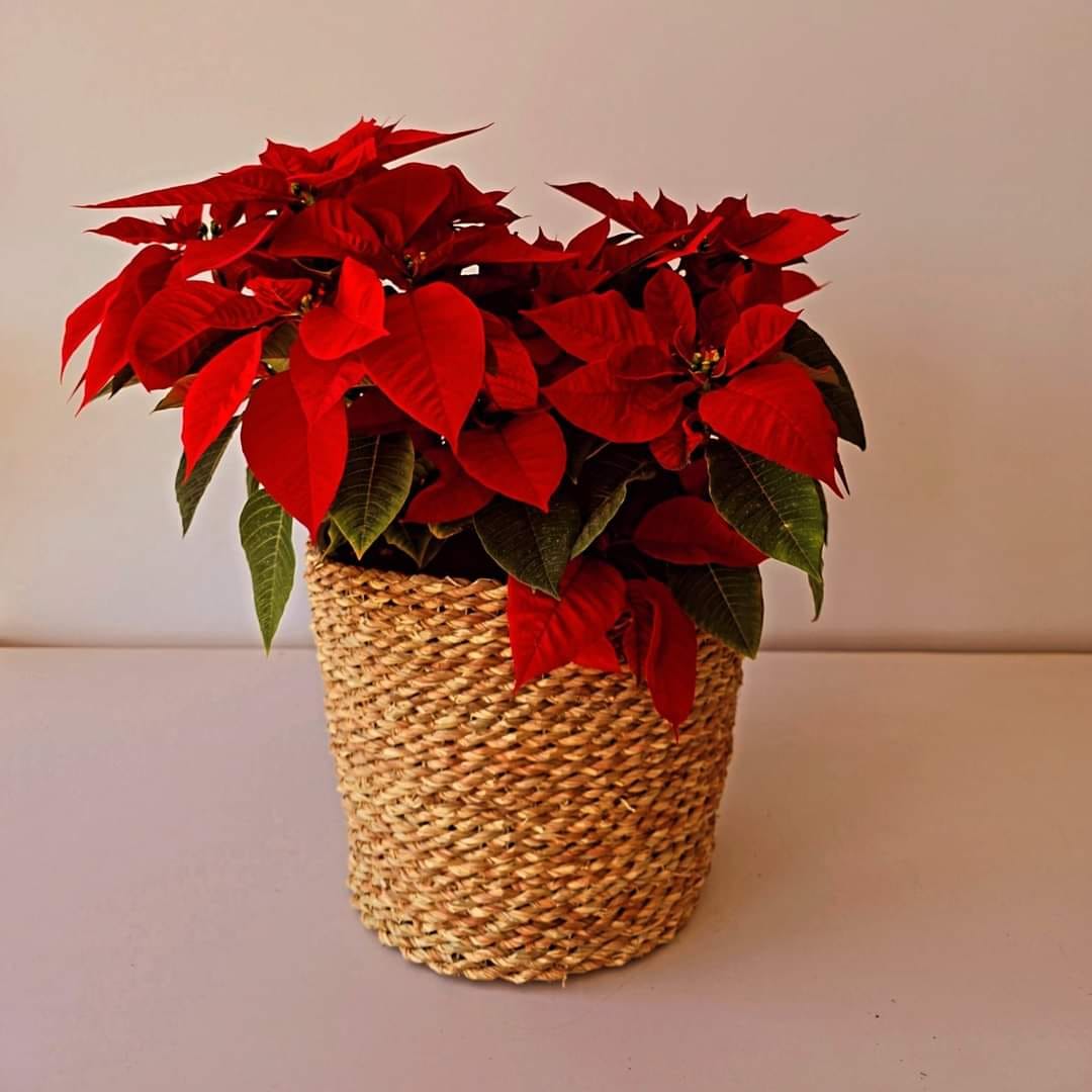 Christmas Poinsettia Bundles