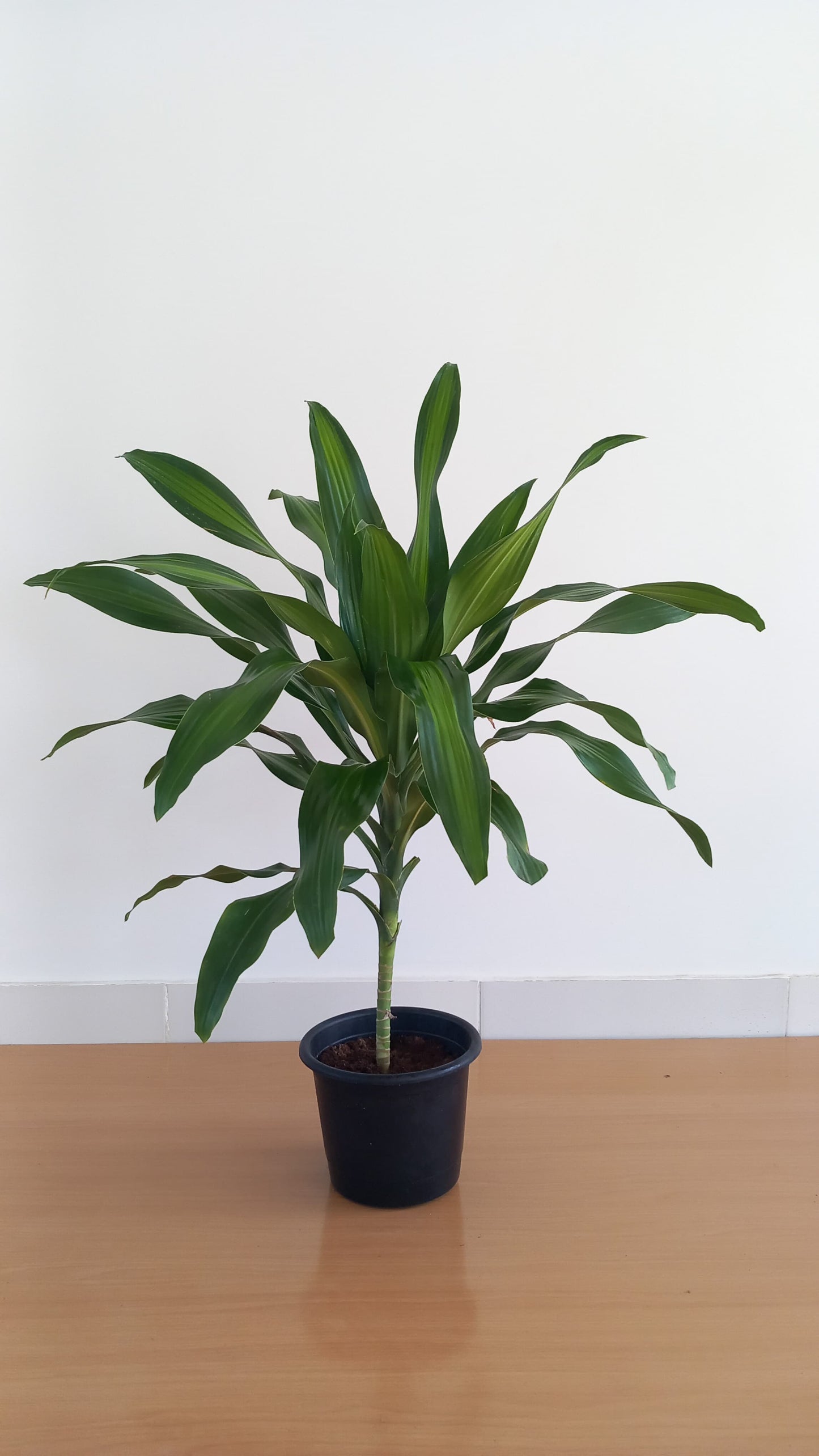 Dracena Corn