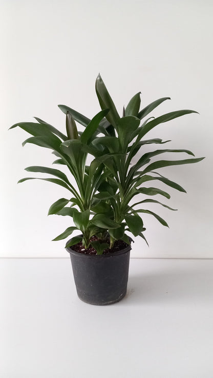 Dracaena Glauca