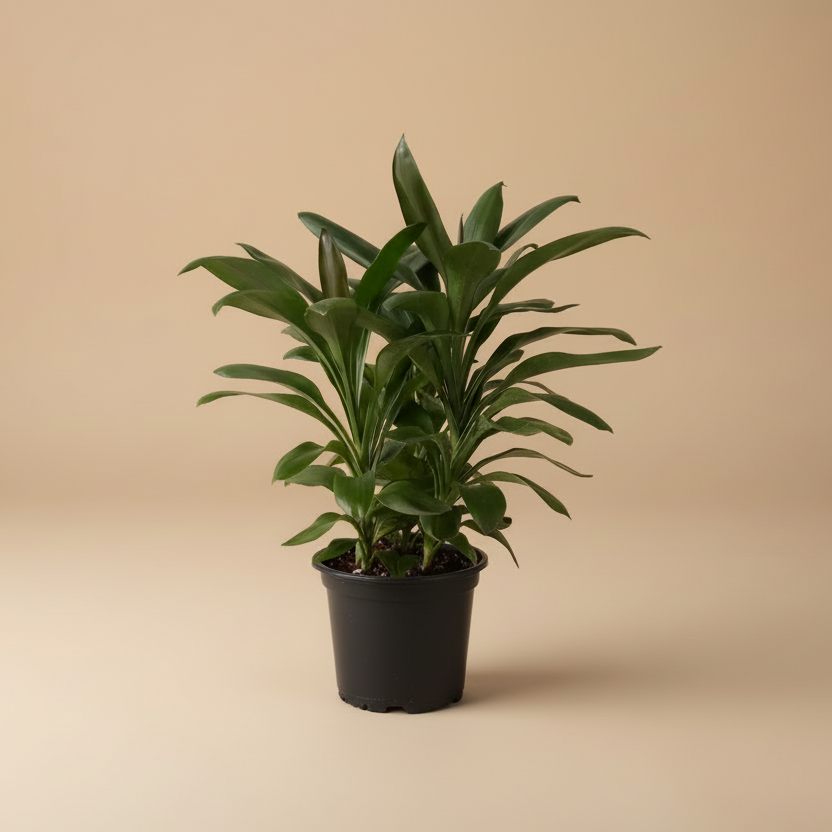 Dracaena Glauca - Plantcultcairo