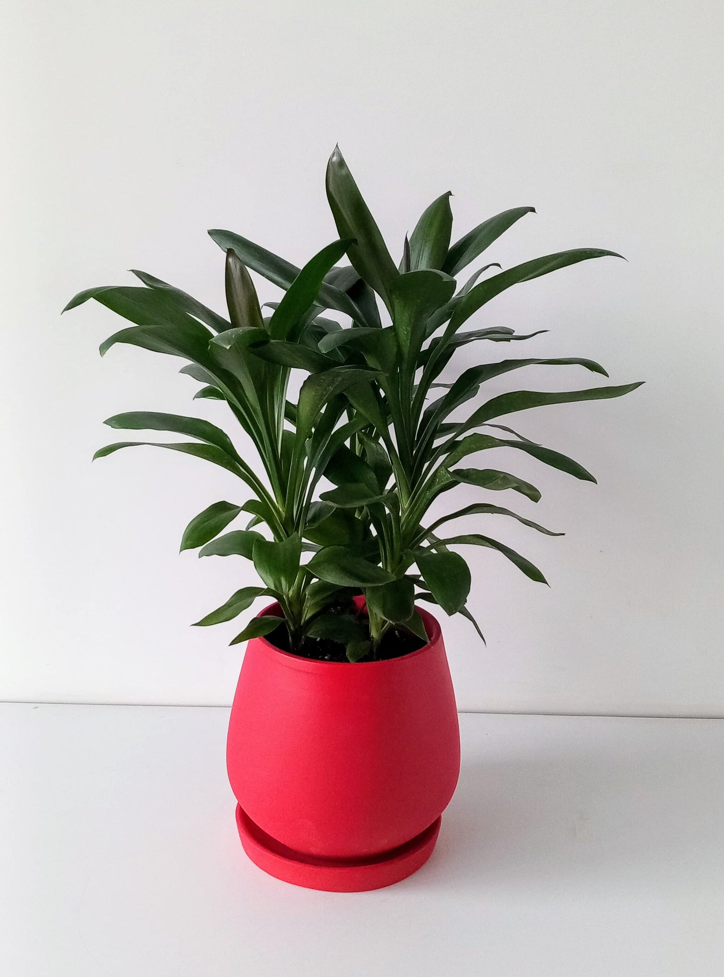 Dracaena Glauca