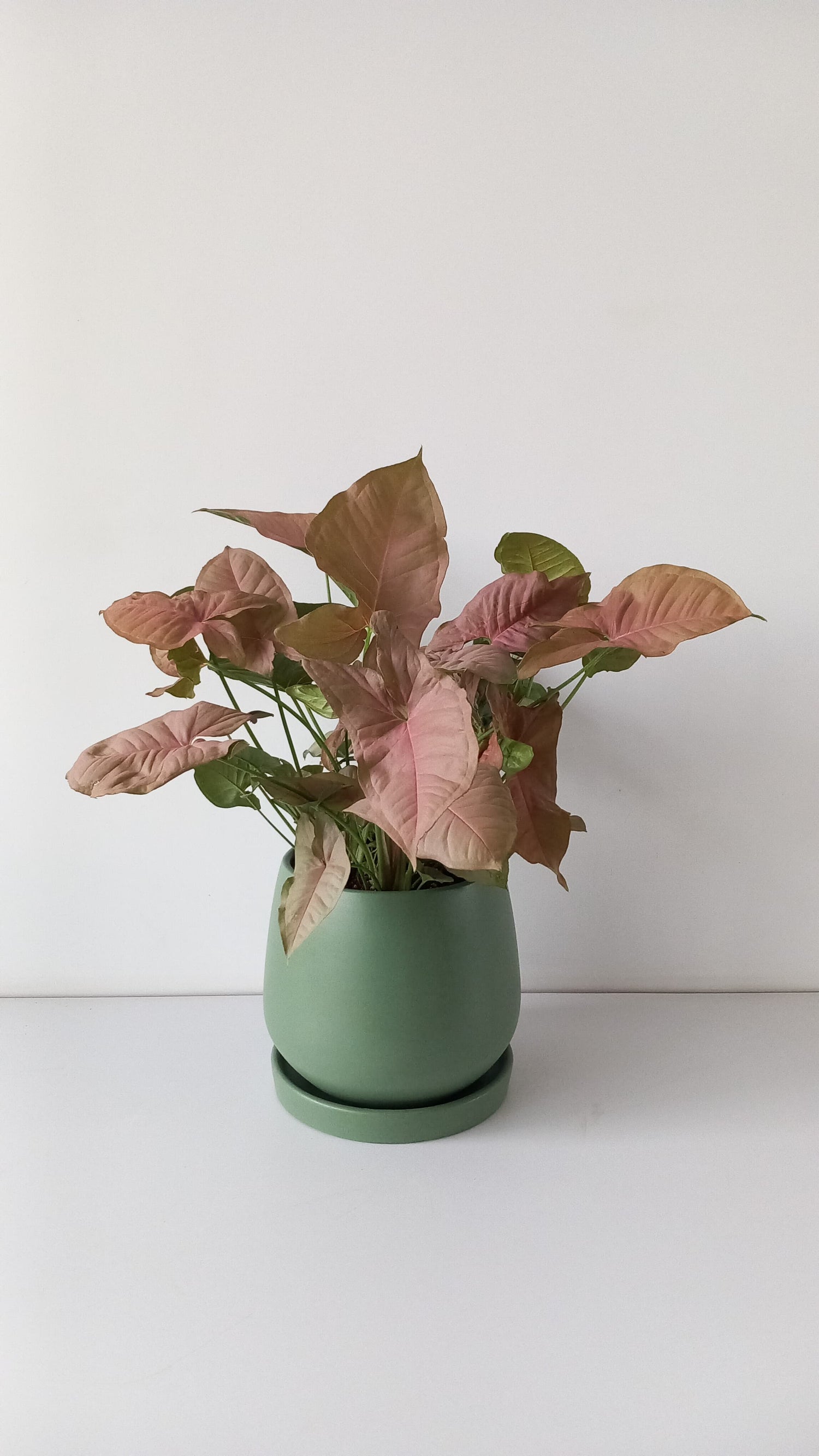 Pink Syngonium