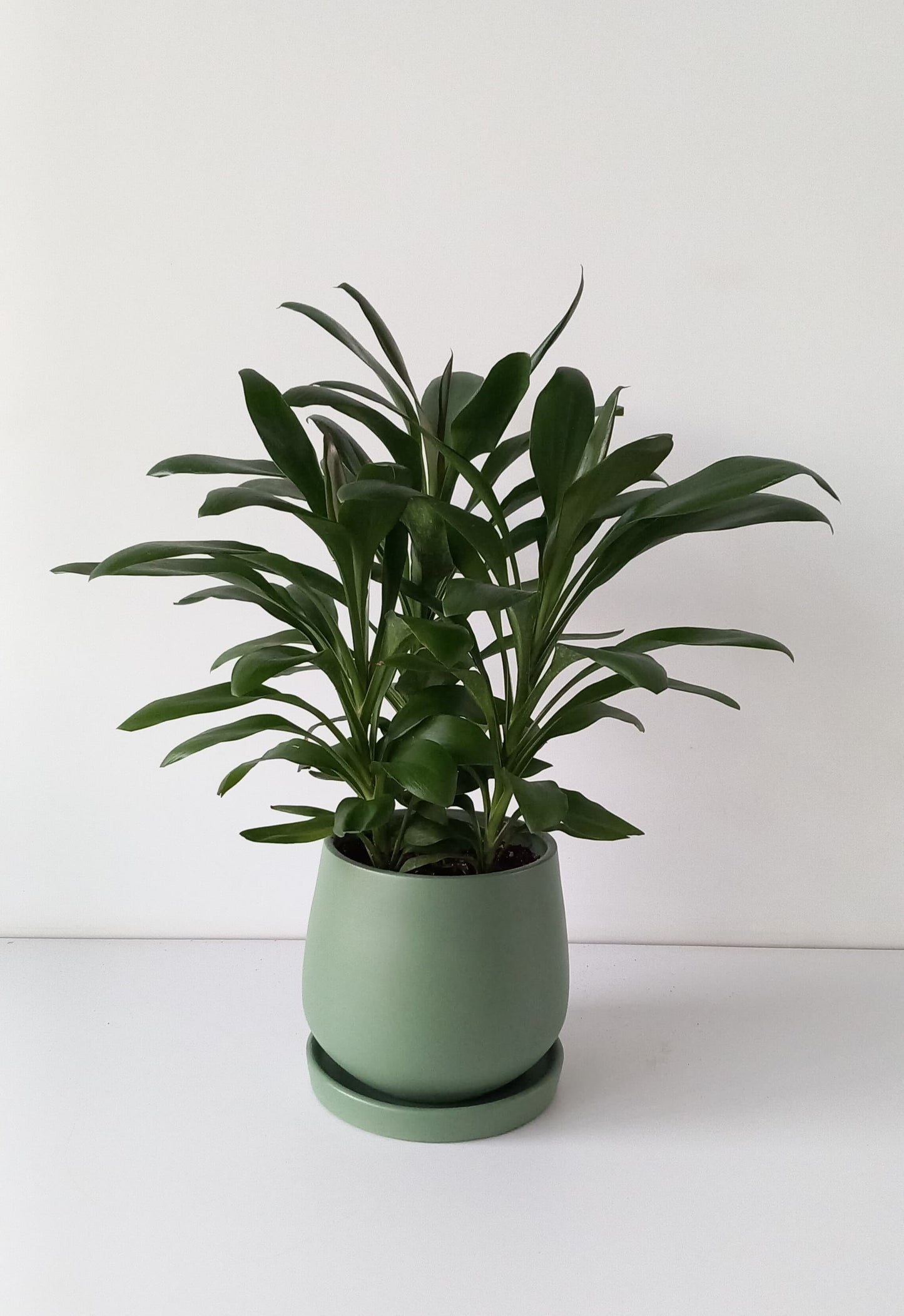 Dracaena Glauca