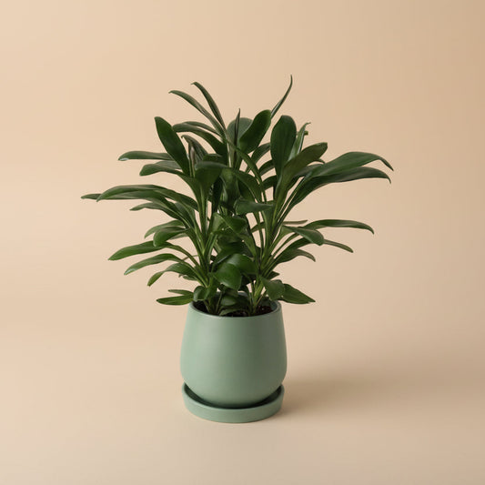 Dracaena Glauca - Plantcultcairo