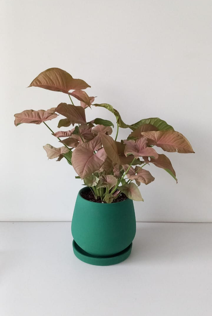 Pink Syngonium