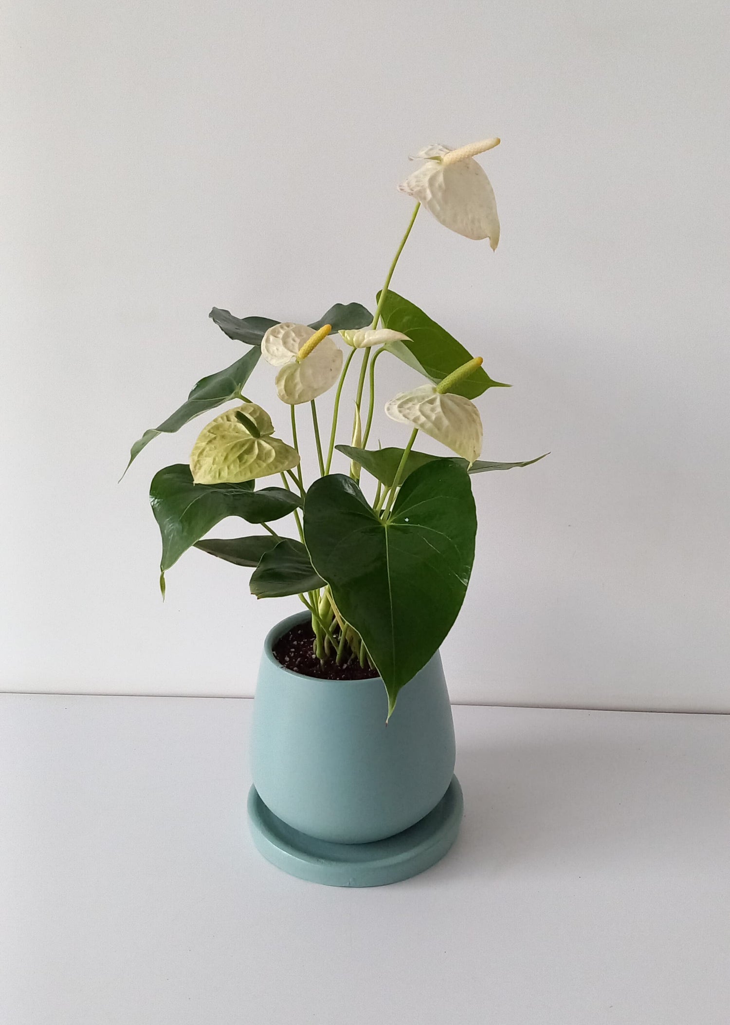 White Anthurium