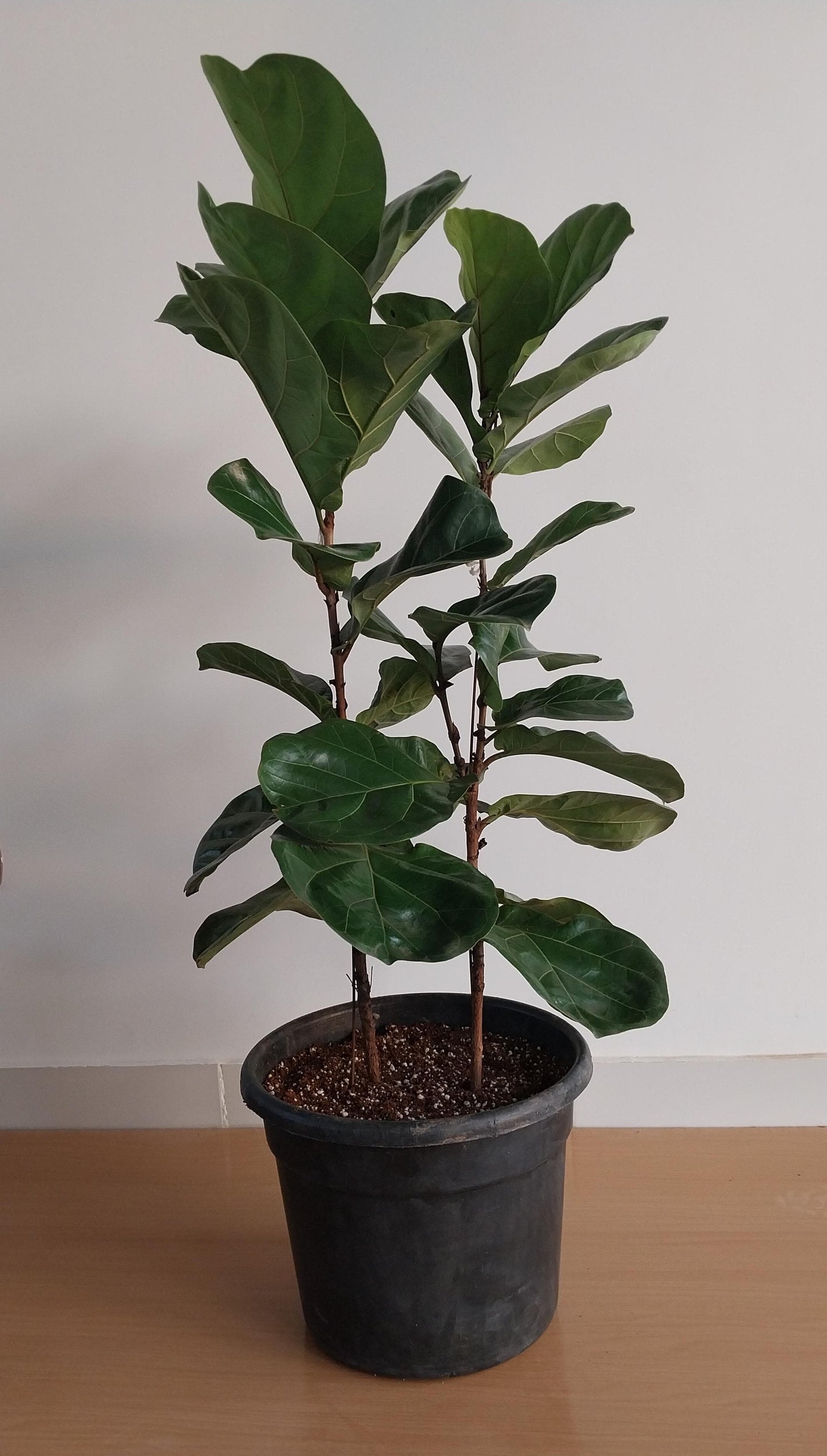 Fiddle leaf fig