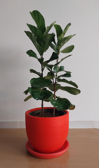 Fiddle leaf fig