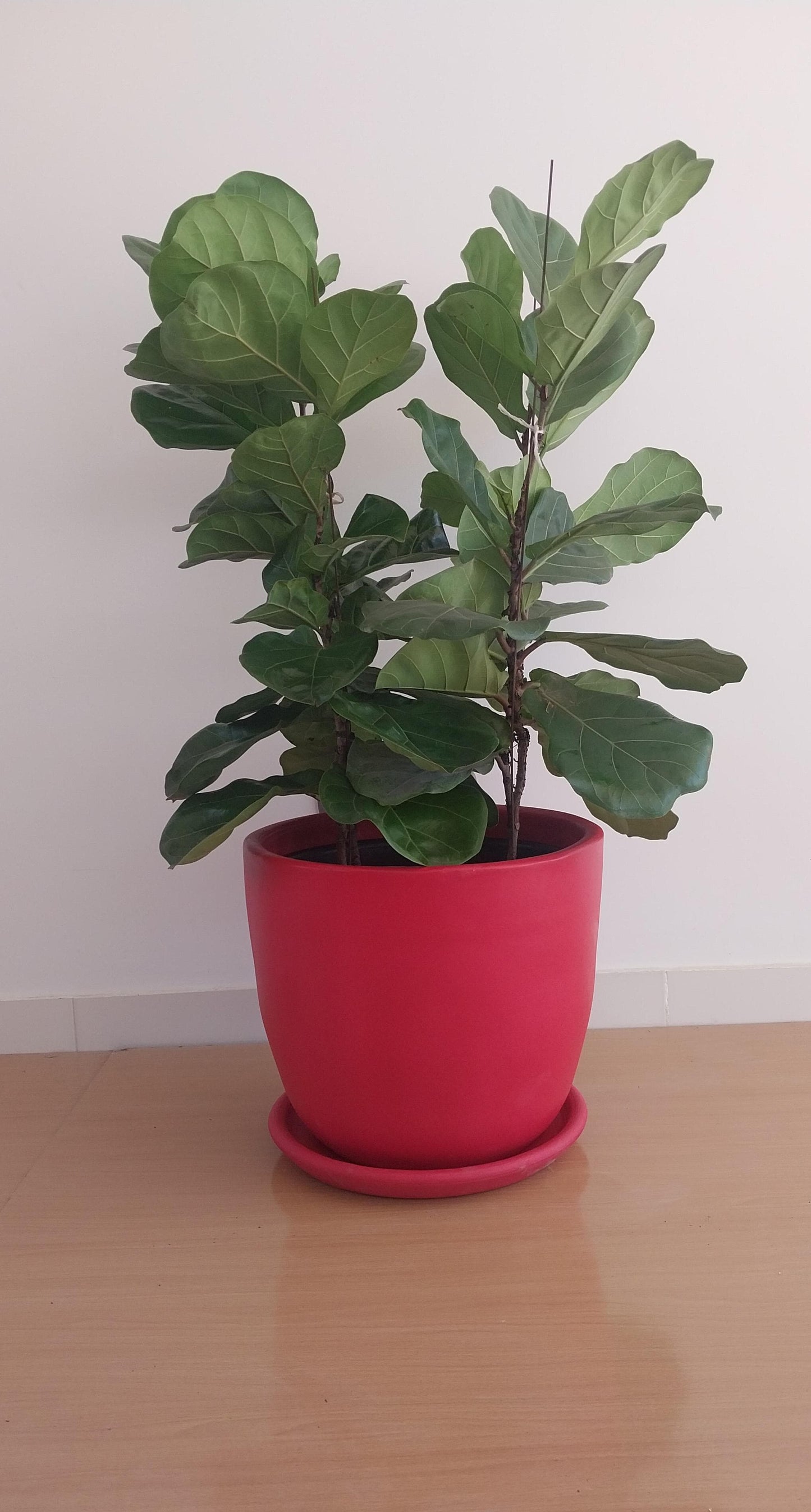 Fiddle leaf fig