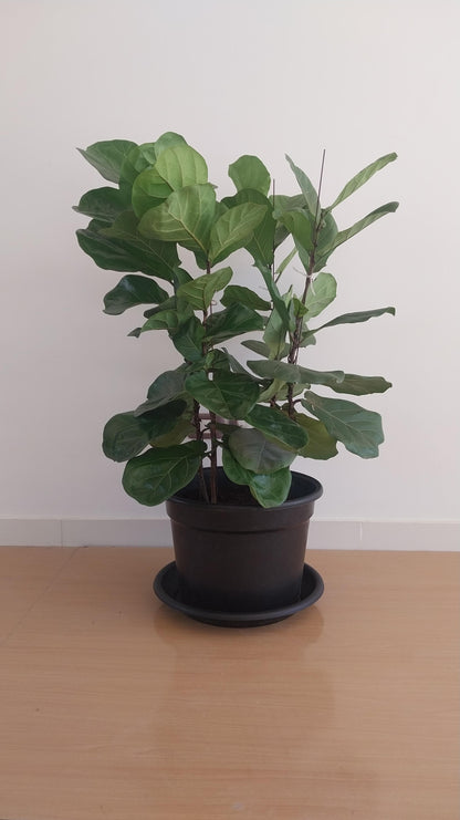 Fiddle leaf fig