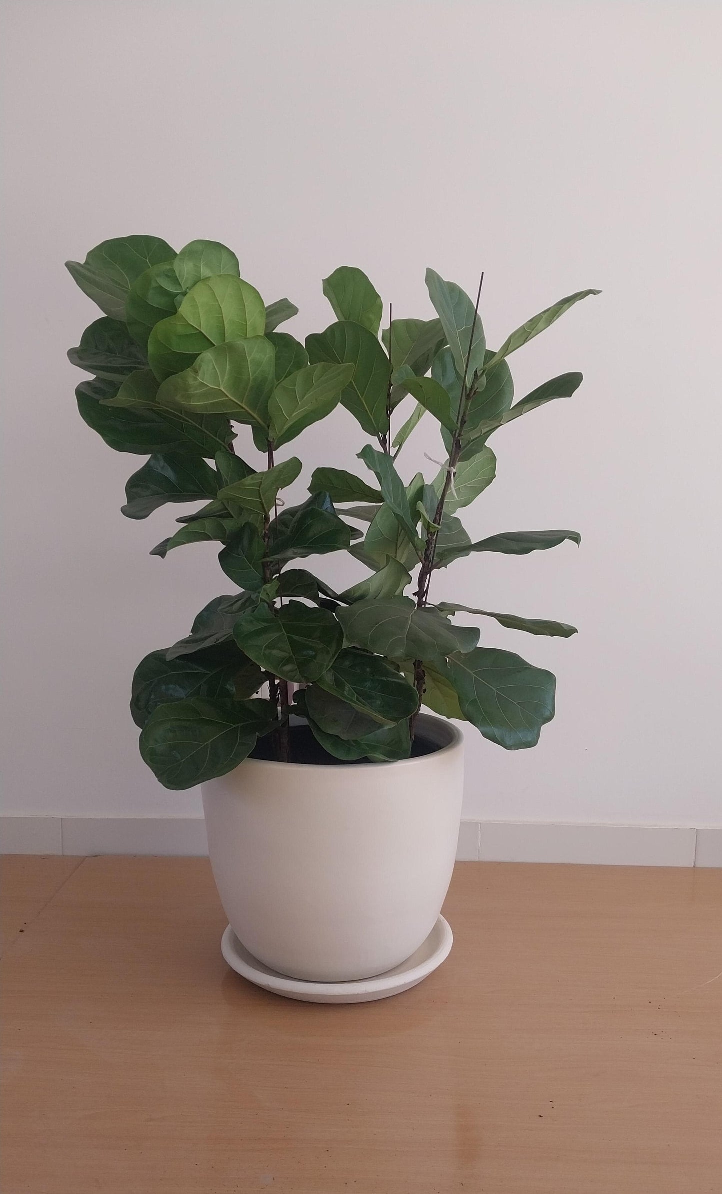 Fiddle leaf fig