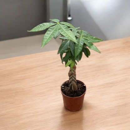 Money Tree - Medium
