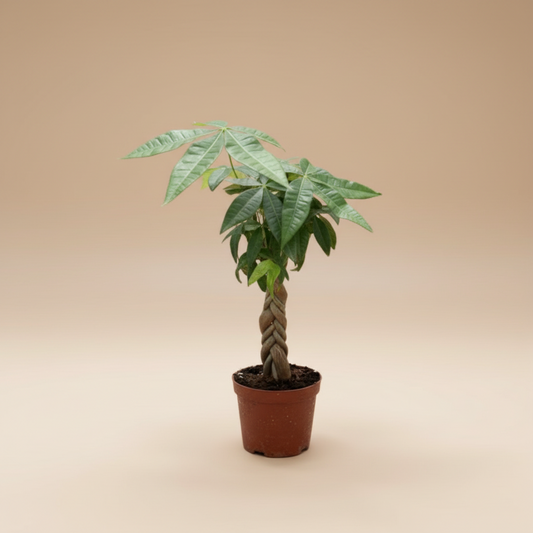 Money Tree - Medium - Plantcultcairo