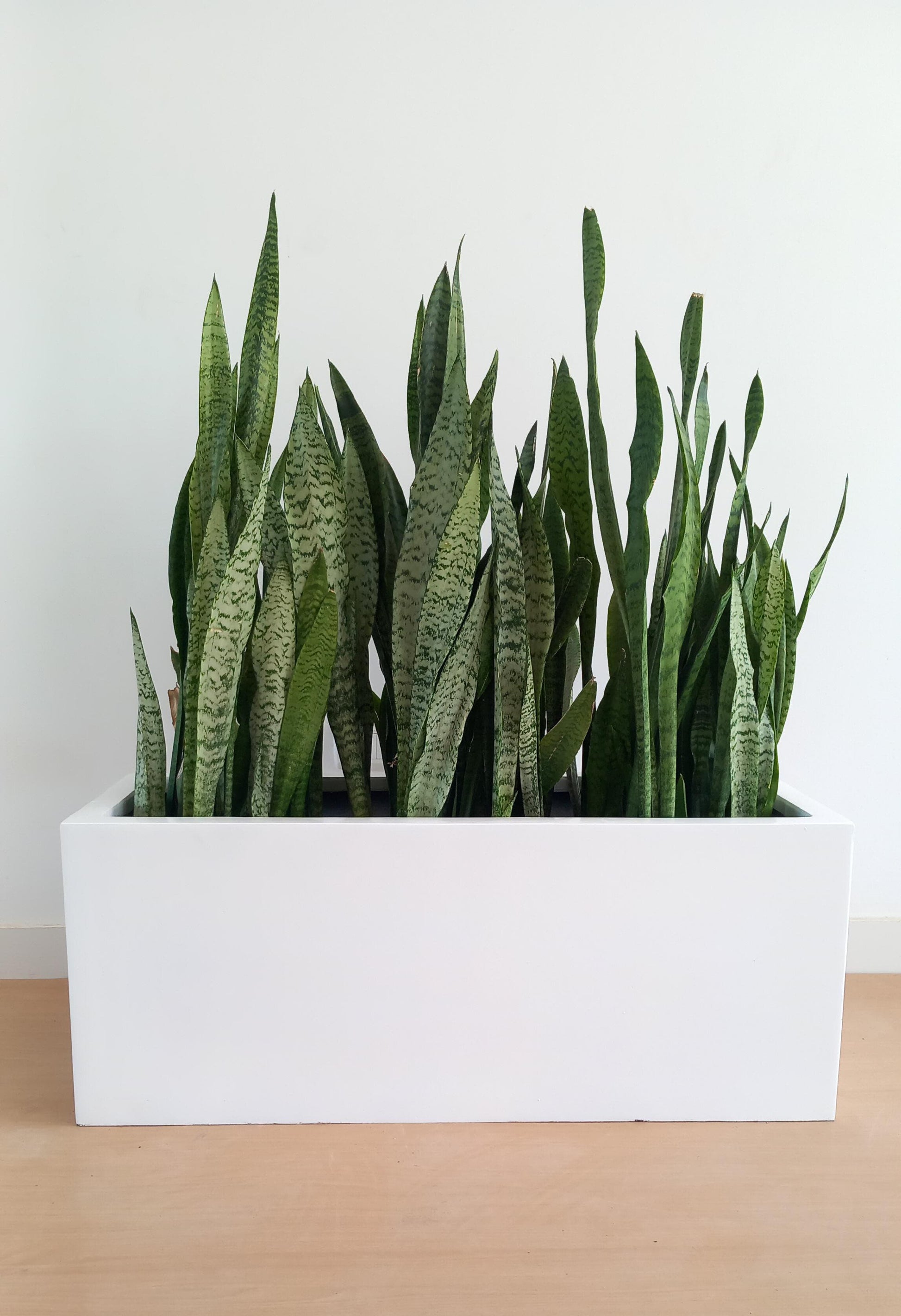 snake plant rectangular planter Potted Rectangular Pots