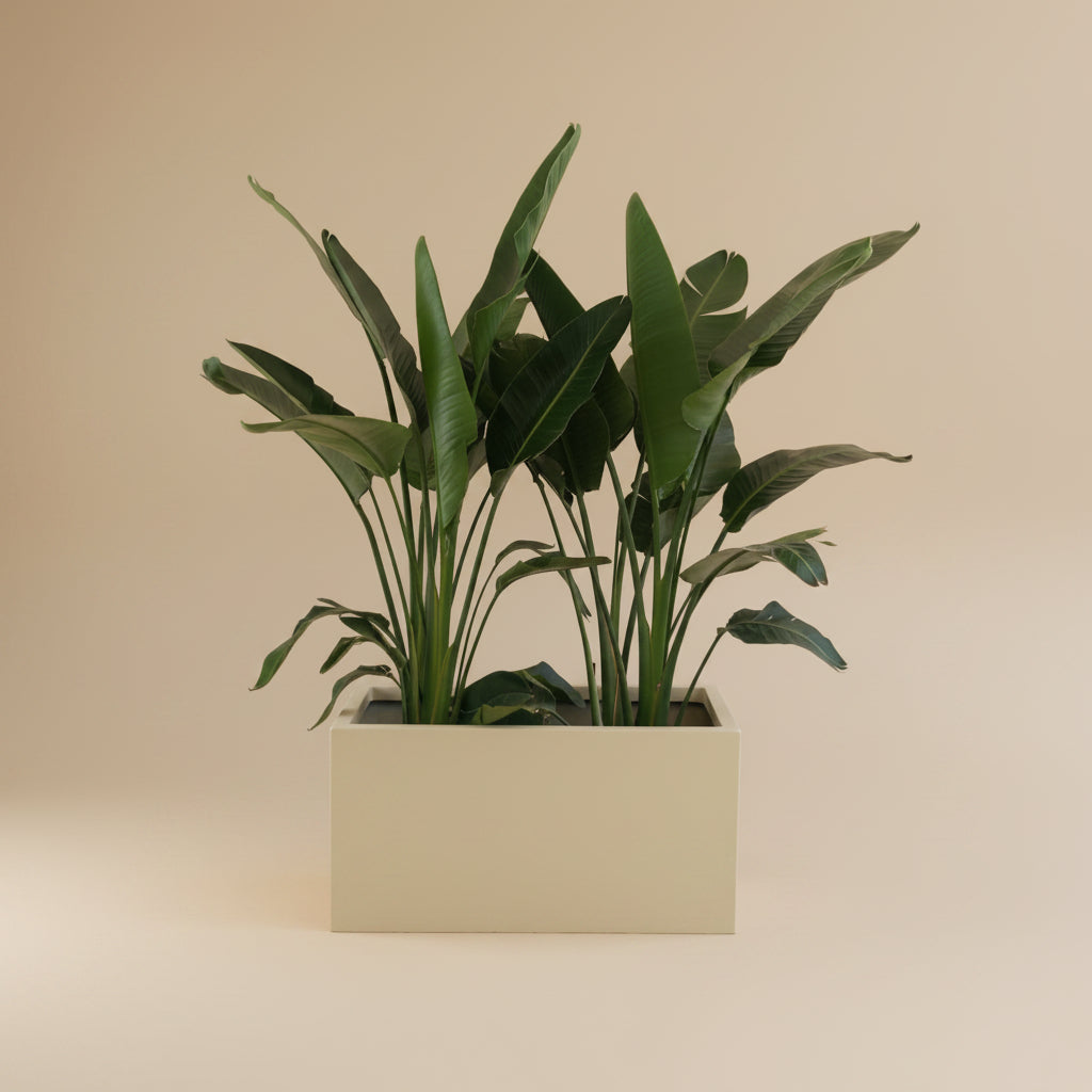 snake plant in rectangular pot Potted Rectangular Pots