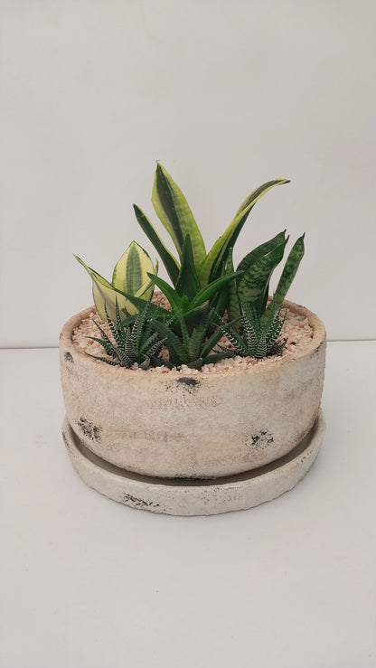Potted Bowl Planter