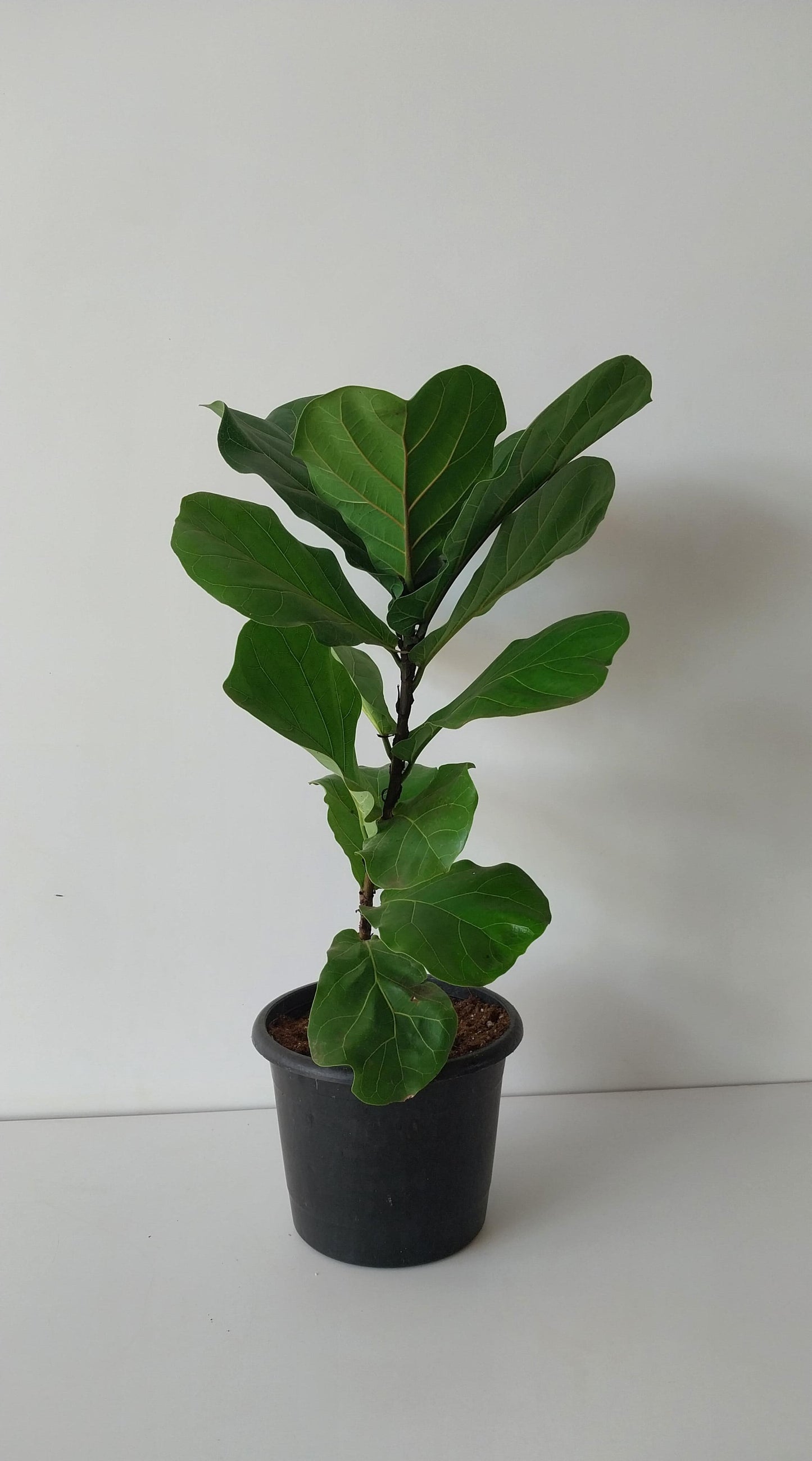 Fiddle leaf fig