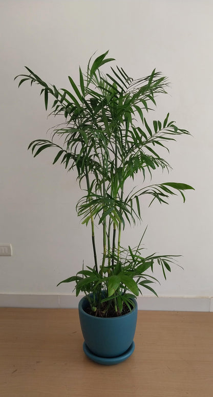Chamaedorea Palm