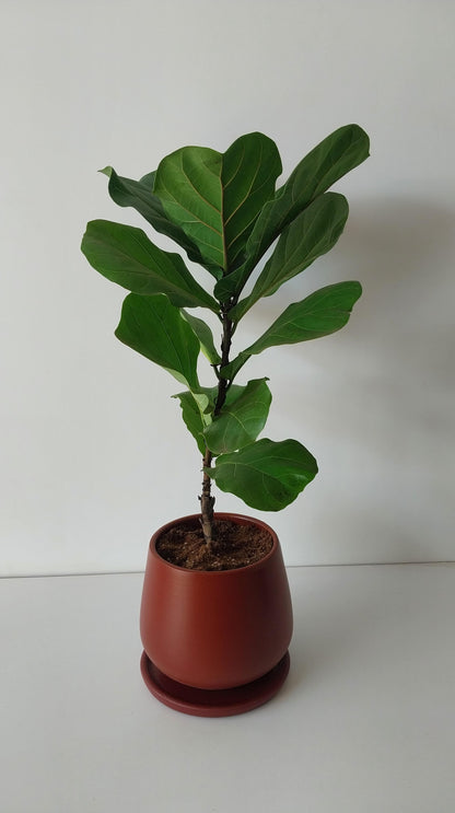 Fiddle leaf fig