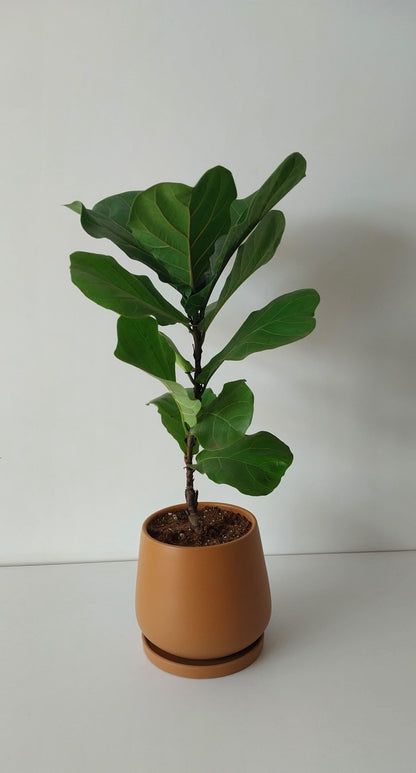 Fiddle leaf fig