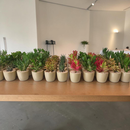 Budget Fancy Minis Bundles - Plantcultcairo
