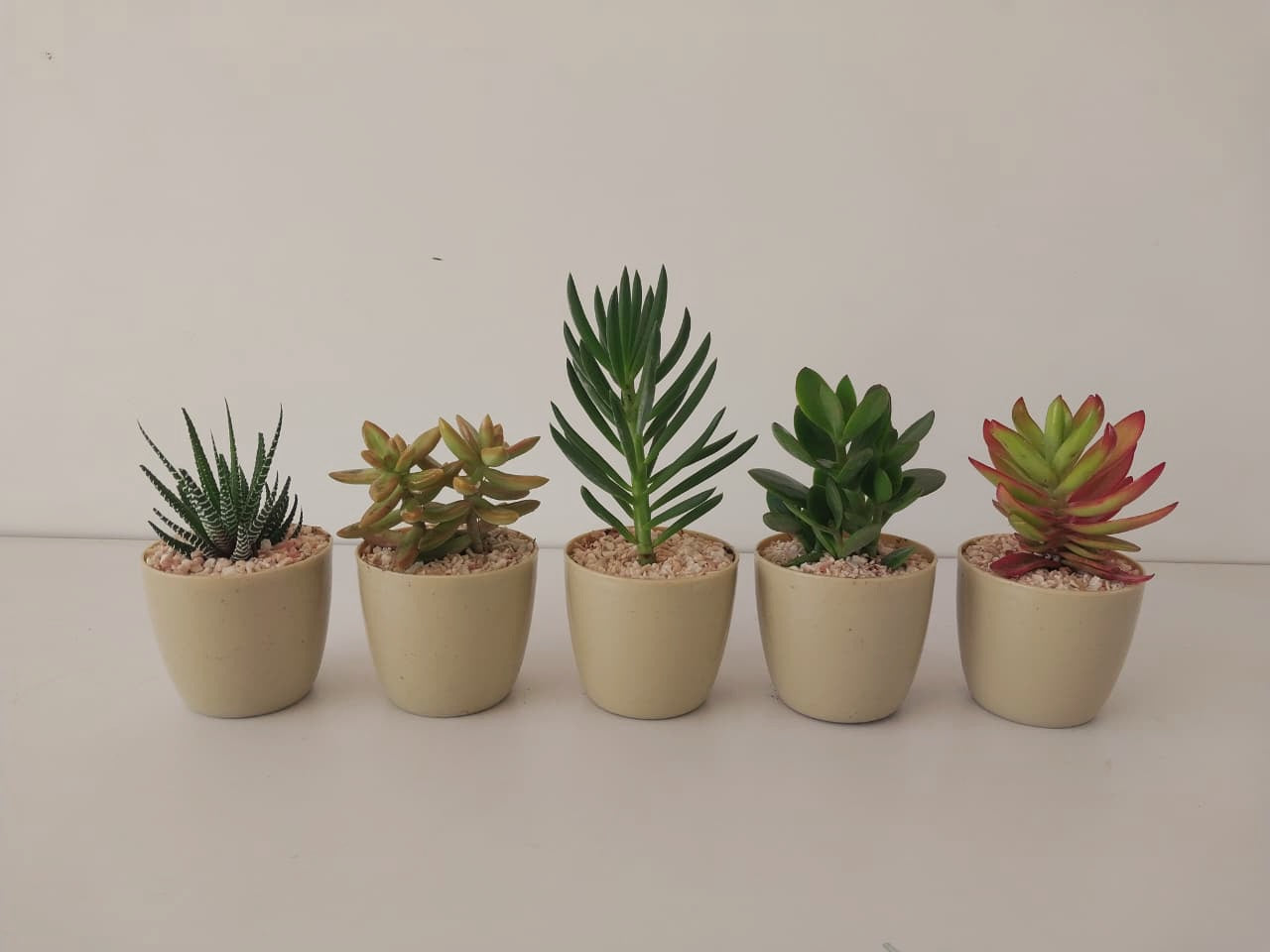 Budget Fancy Minis Bundles - Plantcultcairo