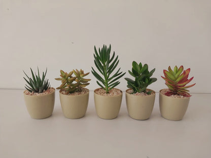 Budget Fancy Minis Bundles - Plantcultcairo