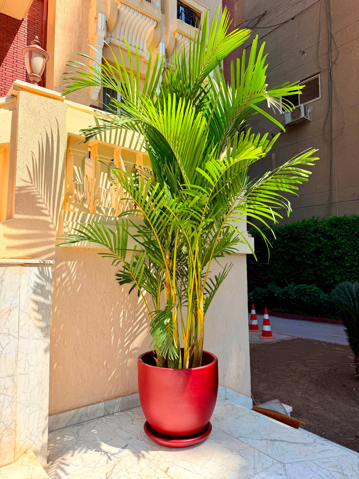 Areca Palm